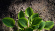 Hosta leaves against the background of soil. Selective focus.