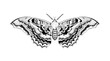 Moth Butterfly illustration  isolated black and white