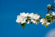 Freigestellte, von der Sonne hell angestrahlte weiße Apfelblüten an einem Ast vor blauem, wolkenlosem Himmel