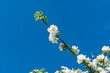 Diagonal ins Bild laufender Ast eines weiß blühenden, von der Sonne angestrahlten Apfelbaums mit blauem wolkenlosem Himmel im Hintergrund