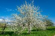 Einzelner, blühender Apfelbaum bei schönem Wetter und fast wolkenlosem Himmel auf einer Streuobstwiese