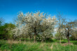 Einzelner, blühender Kirschbaum (Süßkirsche, Vogelkirsche oder Sauerkirsche) bei schönem Wetter und fast wolkenlosem Himmel auf einer Streuobstwiese