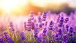 © Shades3d - lavender flowers in a garden.