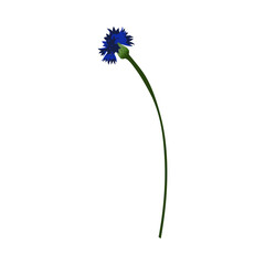 Wall Mural - Meadow Cornflower Flower