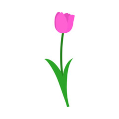 Poster - Spring Tulip Element