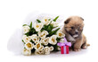 Puppy with a bouquet of tulips and a gift.