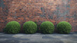 Four neatly trimmed round bushes line up against brick wall, symmetry in nature against human-made backdrop. Contrast highlights structured gardening within urban setting