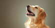 Golden retriever happily catching treat, sunlight highlighting its gleeful expression. Moment captures joy and playfulness inherent in dog life