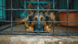 German Shepherd with expressive eyes peering through metal fence, evoking emotions of longing and anticipation. Themes of confinement and desire for freedom