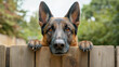 Alert German Shepherd with perked ears peers over wooden fence. Focused gaze and prominent fur texture evident