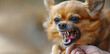 Agitated aggressive Chihuahua bares teeth and growling fiercely. Vivid detail shows sharp teeth and intense expression