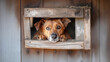 Dog with soulful eyes peeks through rustic wooden hatch. Warm brown tones and worn texture captured