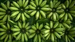A Cluster of Green Bananas