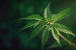Vibrant Green Cannabis Leaf Closeup Generative AI