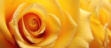 Fresh Dew On A Vibrant Yellow Rose
