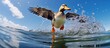 Duck swims wings out, mallard dives underwater