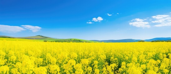 Wall Mural - Field of golden flowers against backdrop of majestic peaks