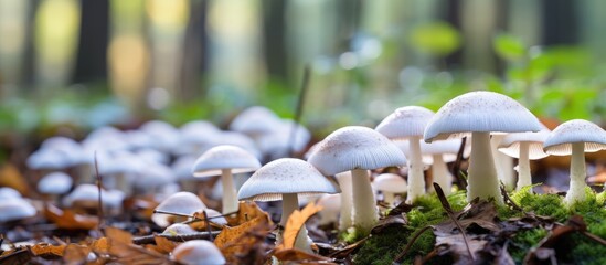 Poster - Mushrooms growing in woodland
