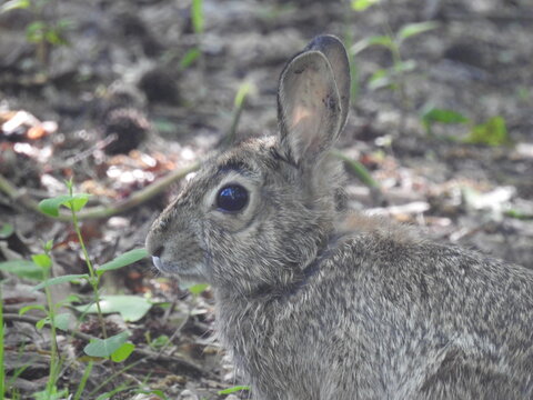 Eastern cottontail rabbit living within the woodland forest of the Bombay Hook National Wildlife Refuge, Kent County, Delaware.