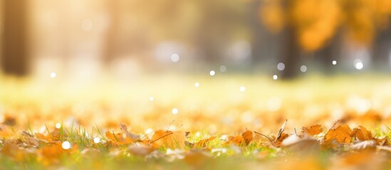 Fototapete - Sunlit foliage close-up