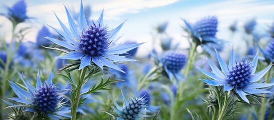 Canvas Print - Blue flowers bloom in a vast meadow