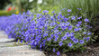 A stunning border plant, Edging Lobelia is a must-have for gardeners. Its charming, delicate flowers bloom profusely, creating eye-catching displays.