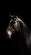© AlexandraRooss - Minimalist Horse Portrait on Dark Background Generative AI