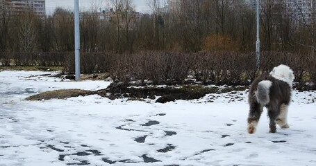 Wall Mural - A fluffy dog Bobtail dog walks in the snow in the park. Slow motion. 4k video.