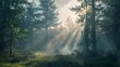 Experience the tranquility of a mist-covered forest at dawn, where sunlight filters through the trees, casting ethereal rays of light onto the forest floor.