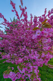 Fototapeta Tęcza - Drzewo kwitnącej Japońskiej Wiśni. Drzewo pełne różowych kwiatów stojące na miejskim trawniku w centrum miasta