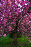 Fototapeta Tęcza - Drzewo kwitnącej Japońskiej Wiśni. Drzewo pełne różowych kwiatów stojące na miejskim trawniku w centrum miasta
