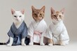 Anthropomorphic Cats Practicing Martial Arts in Outfits Generative AI