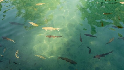 Sacred fish in the Balikligol fish pond. This is a sacred site for muslims and birth place of prophet Abraham in Sanliurfa, Turkey