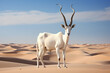Addax Antelope, surviving in the Sahara Desert