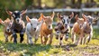   A herd of baby goats races across a lush grass field, enclosed by a wooden fence in the backdrop