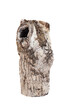 Ash tree trunk section with natural nest hole on white background.