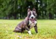 A brindle Pit Bull Terrier mixed breed dog yawning