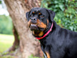 A purebred Rottweiler dog with an underbite