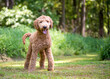 A Golden Retriever x Poodle mixed breed dog, or 