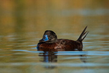 Wall Mural -  Lake Duck in Pampas Lagoon environment, La Pampa Province, Patagonia , Argentina.