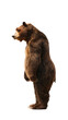 brown bear standing on two legs, transparent background