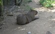 Grand capybara (Hydrochoerus hydrochaeris) en captivité, allongé dans son enclos.