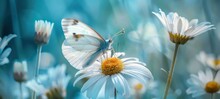 Wild Flowers Of Chamomile In A Meadow On Sunny Nature Spring Background. Summer Scene With Butterfly And Camomile Flower In Rays Of Sunlight. Close-up Or Macro. A Picturesque Photo With A Soft Focus
