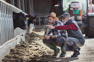 Wall Mural - Two farmers in cowshed looking at calf