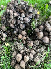 Poster - Mushrooms in forest