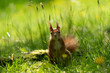 Front view of a backlit squirrel on the grass