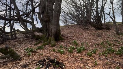 Wall Mural - A great rarity - the white-flowered snowdrop usually grows in the spring near streams and rivers, lakes after snow, but on this mountain it grew right on a high peak