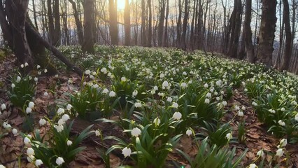 Wall Mural - A great rarity - the white-flowered snowdrop usually grows in the spring near streams and rivers, lakes after snow, but on this mountain it grew right on a high peak