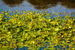 Yellow water-lily, brandy-bottle or spadderdock in lake of tepotzotlán state of México