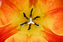 Le Coeur D'une Tulipe En Macrophotographie